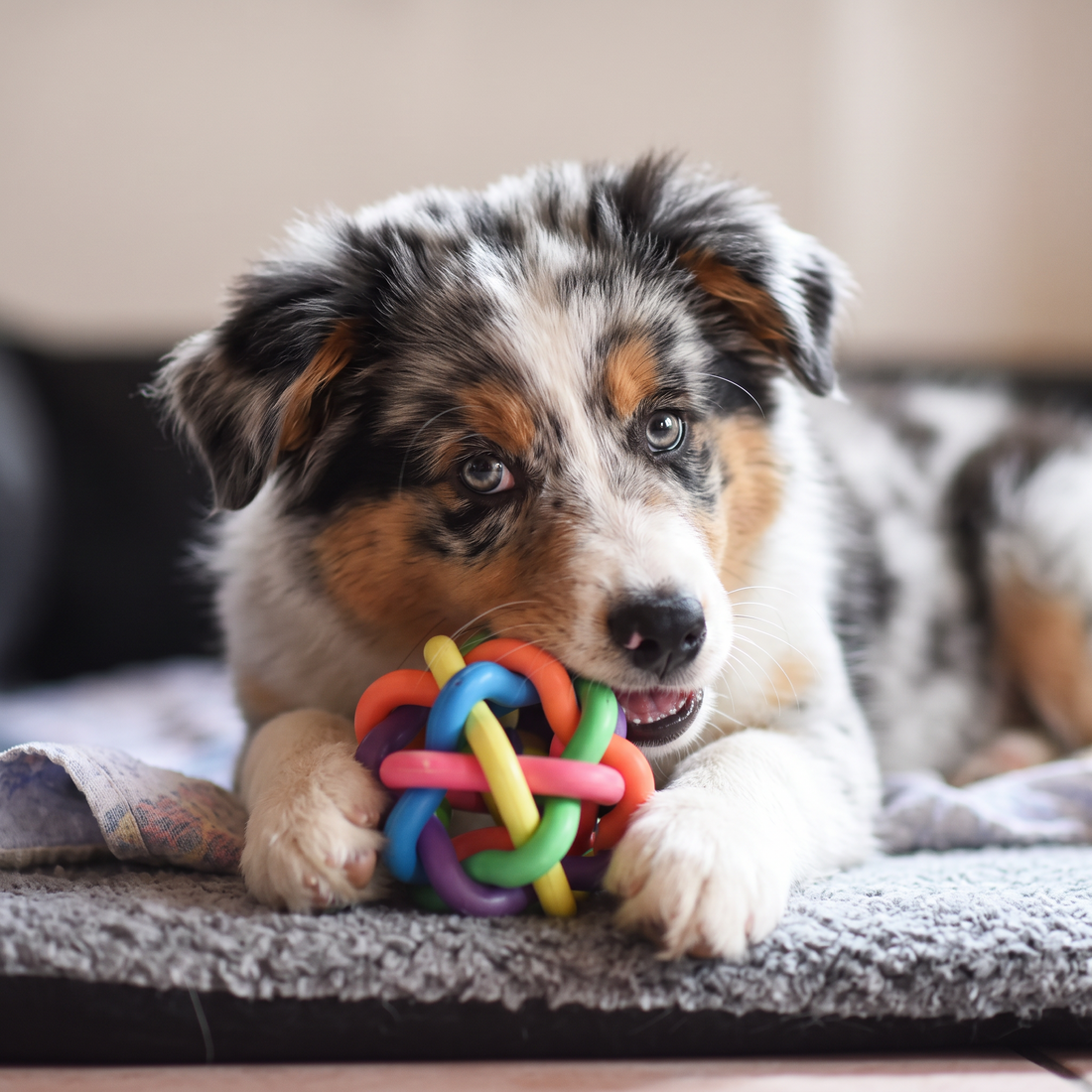 Puppy playing with a dog toy