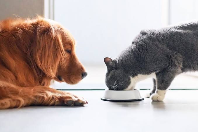 Cat eating from a bowl beside a dog