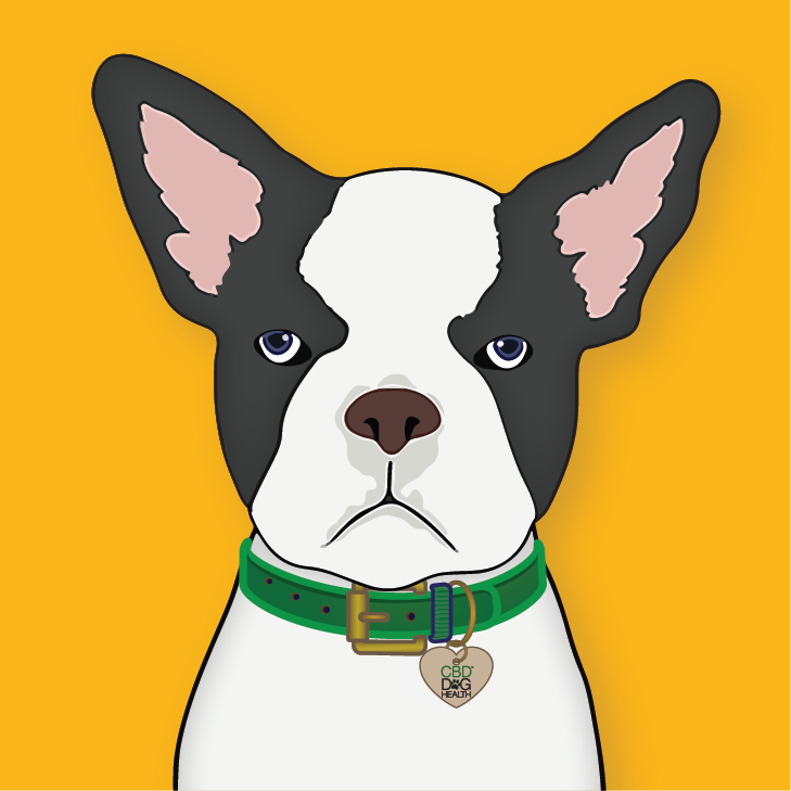 CBD Dog Health