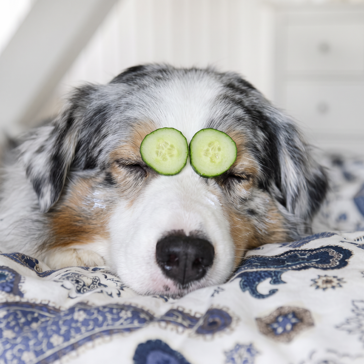 Dog relaxing with cucumber slices over its eyes