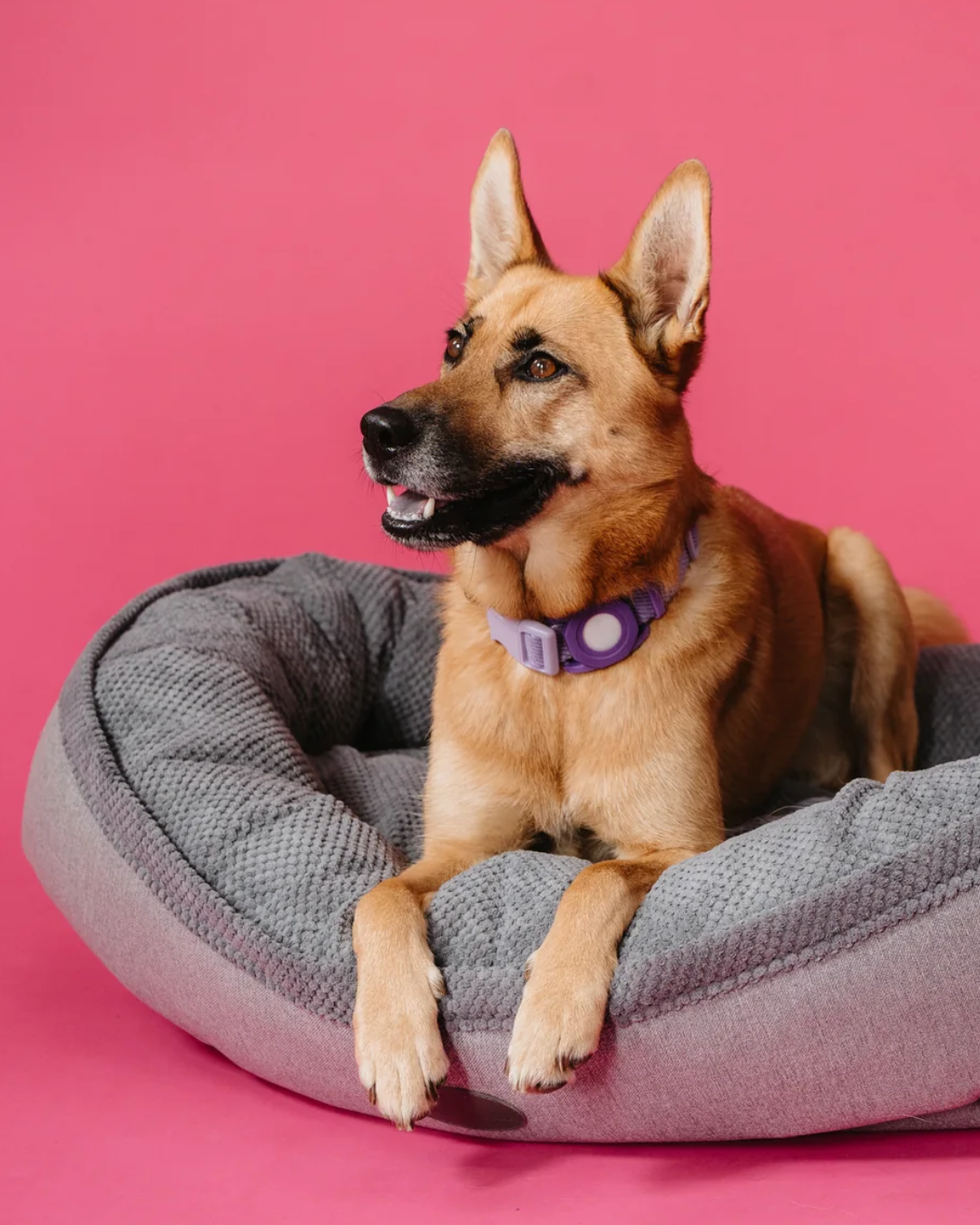 Chester & Lee - Furry Bagel Dog Bed