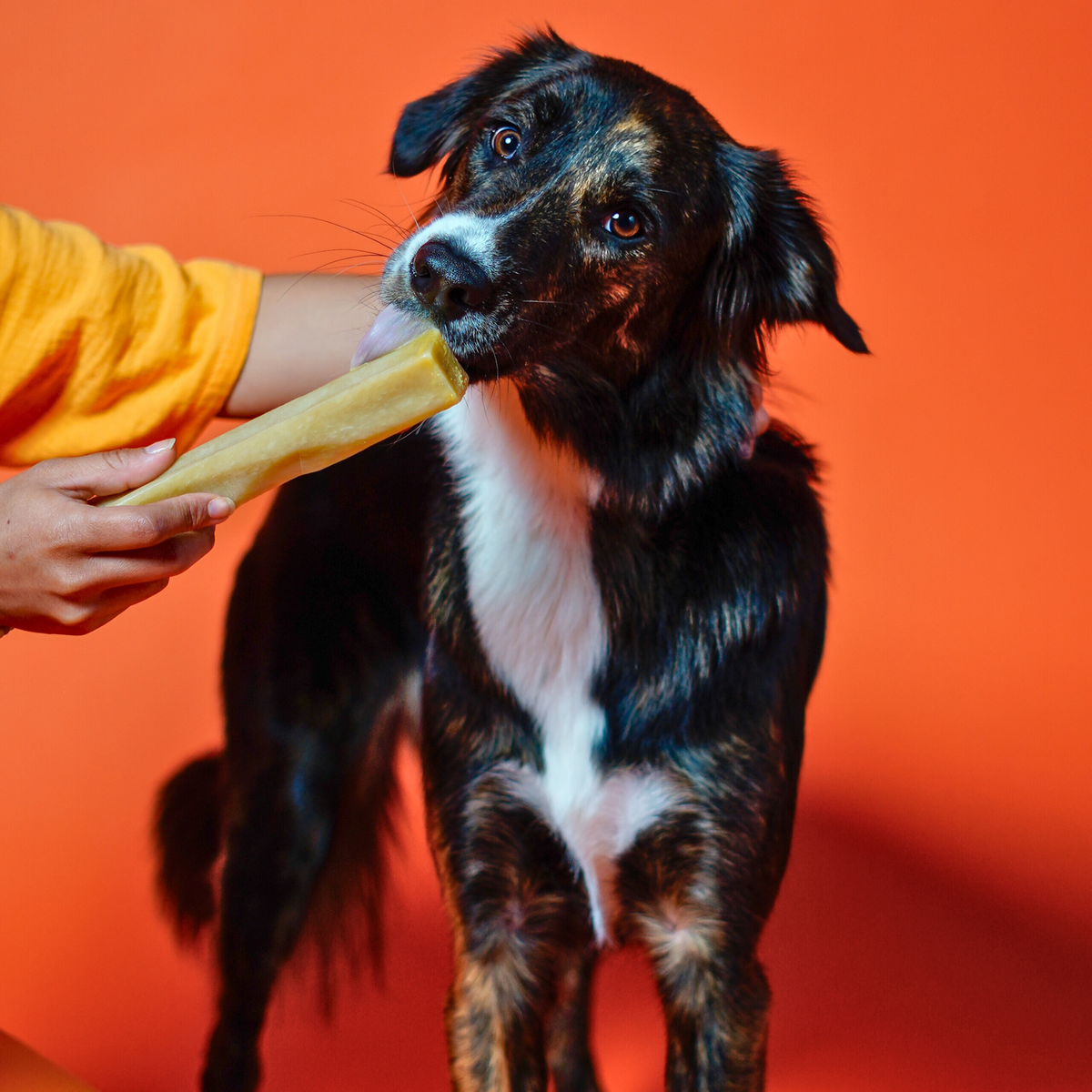 yak9 - Pumpkin Yak Chews for Dogs