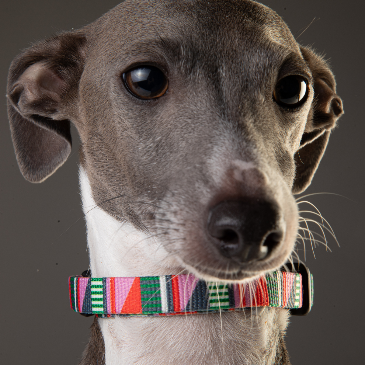 Classic Dog Collar - 1/2-Inch