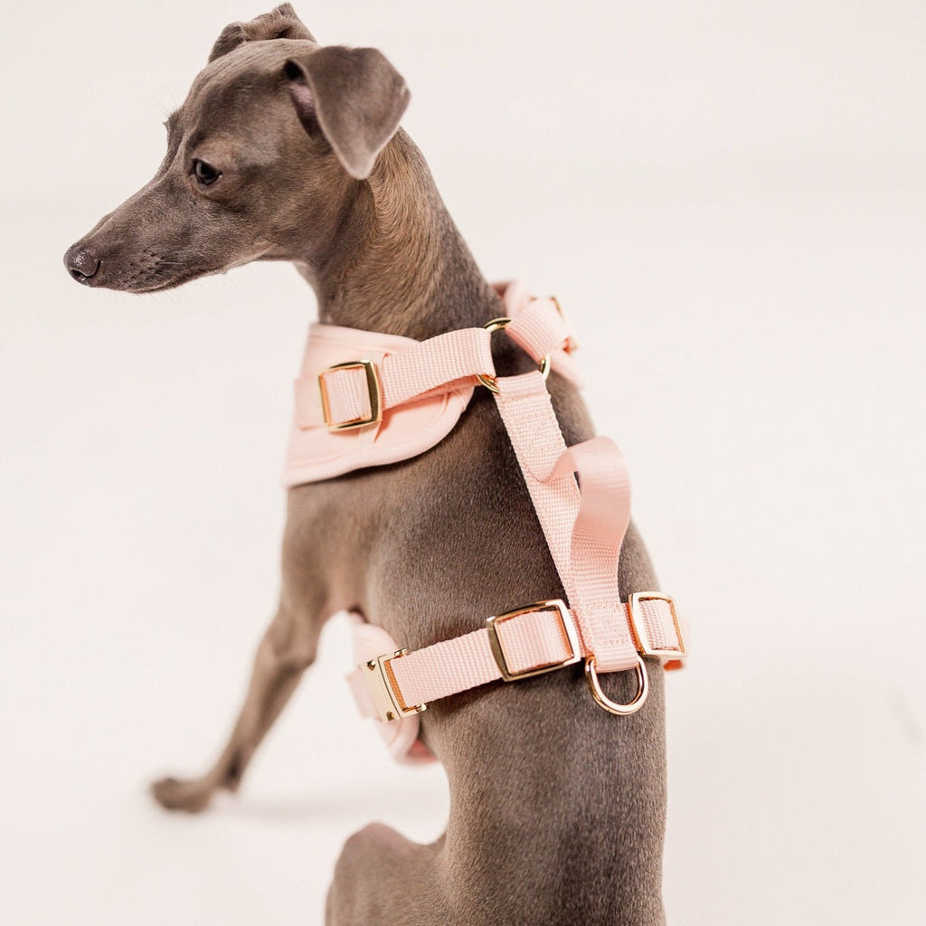 Fur Elise On-the-Go Dog Walking Set - Rose — individual component or lifestyle view