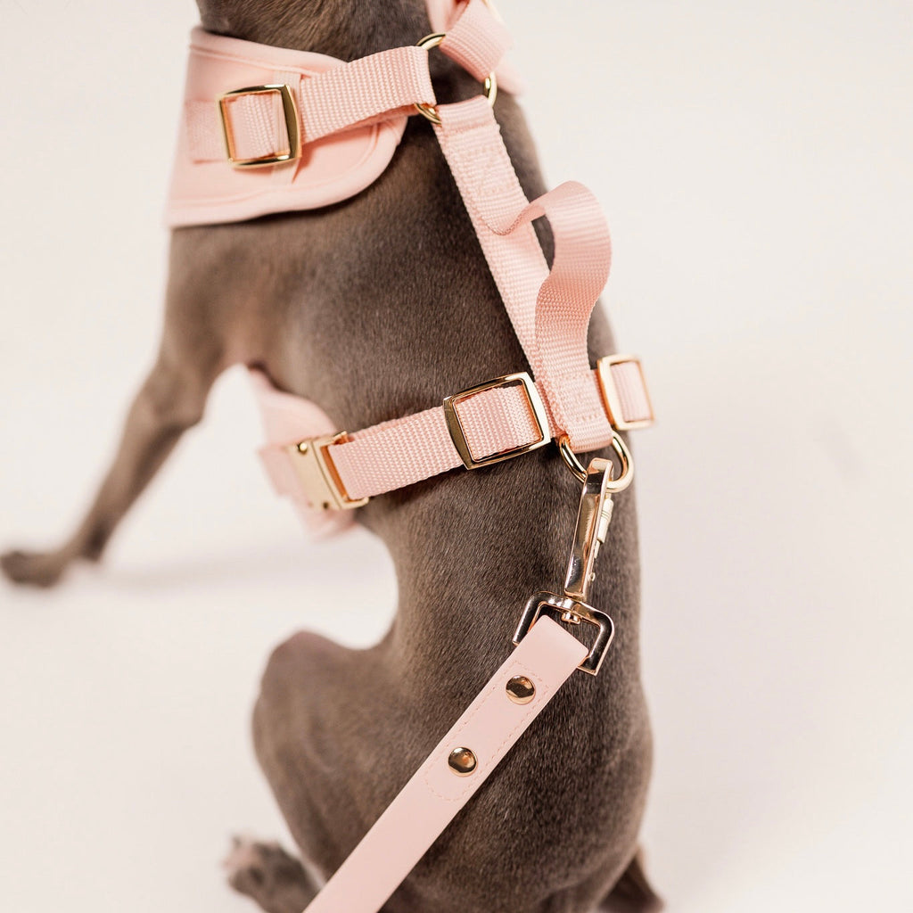 Fur Elise Dog Harness & Leash Set - Rose — individual component or lifestyle view