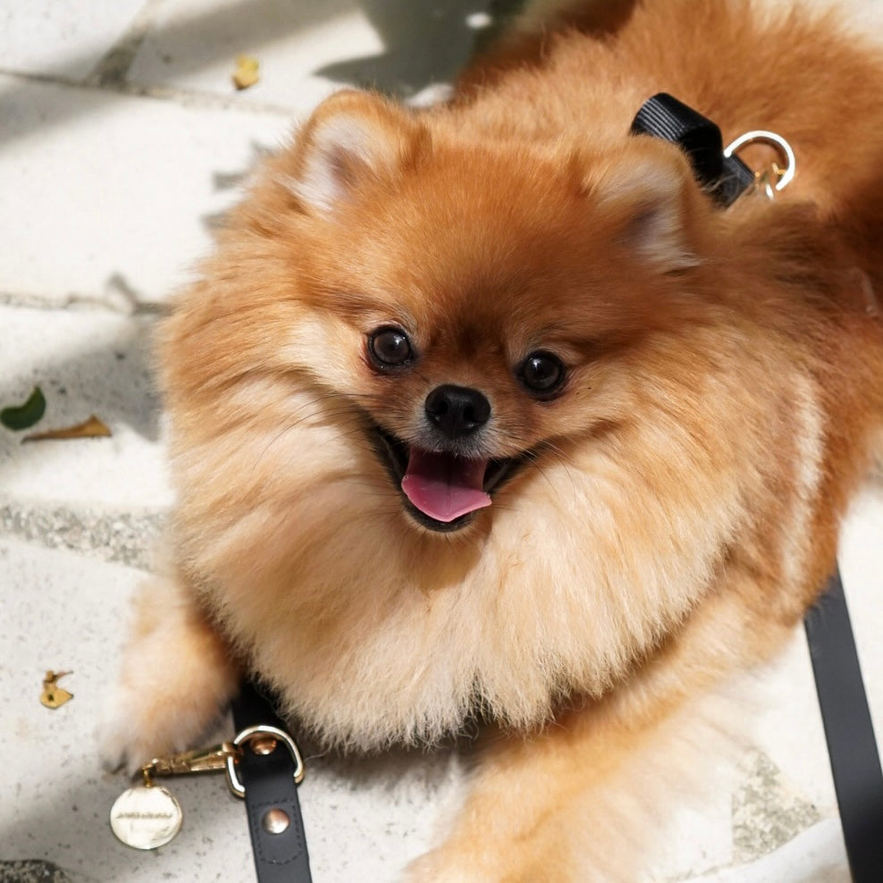 Fur Elise On-the-Go Dog Walking Set - Noir — individual component or lifestyle view