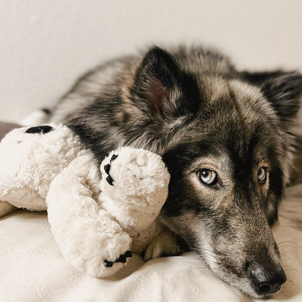 Fur Elise Koko Koala Plush Dog Toy - Maxi — toy shown during play