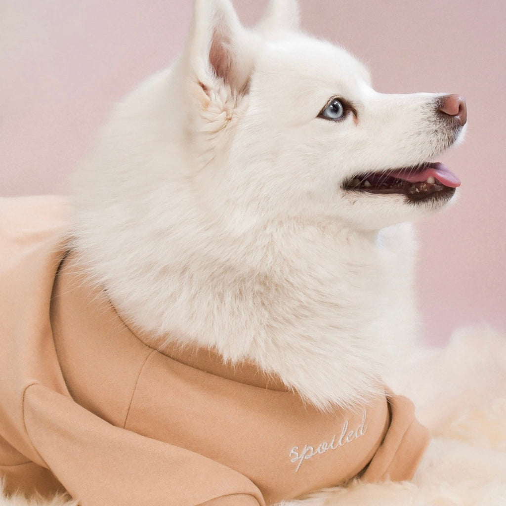 Fur Elise Spoiled Mock Neck Dog Shirt - Latte — shirt worn by a dog