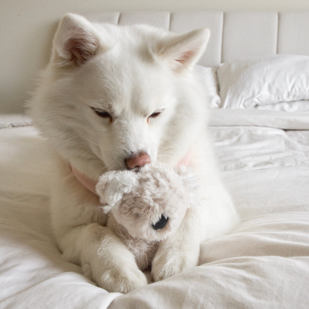 Fur Elise Koko Koala Plush Dog Toy - Mini — toy shown during play