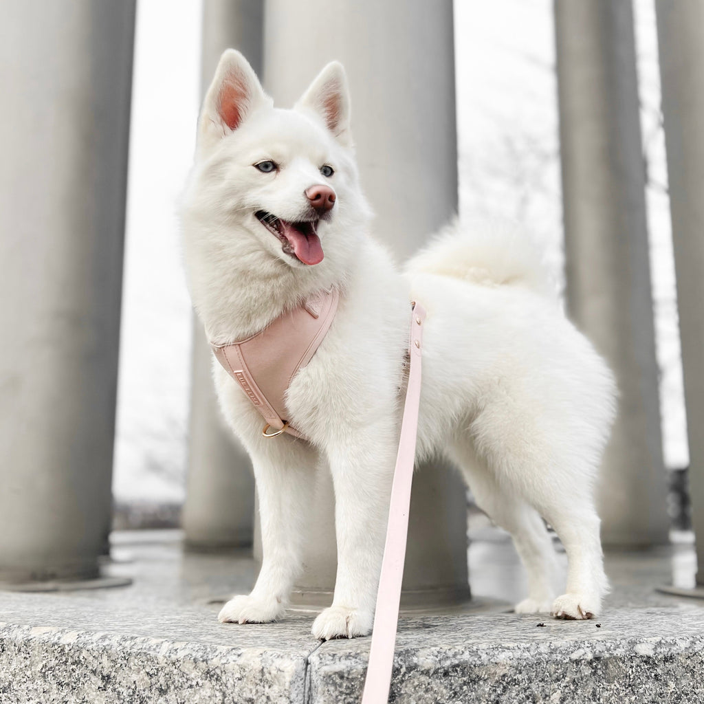 Fur Elise Dog Harness & Leash Set - Rose — individual component or lifestyle view