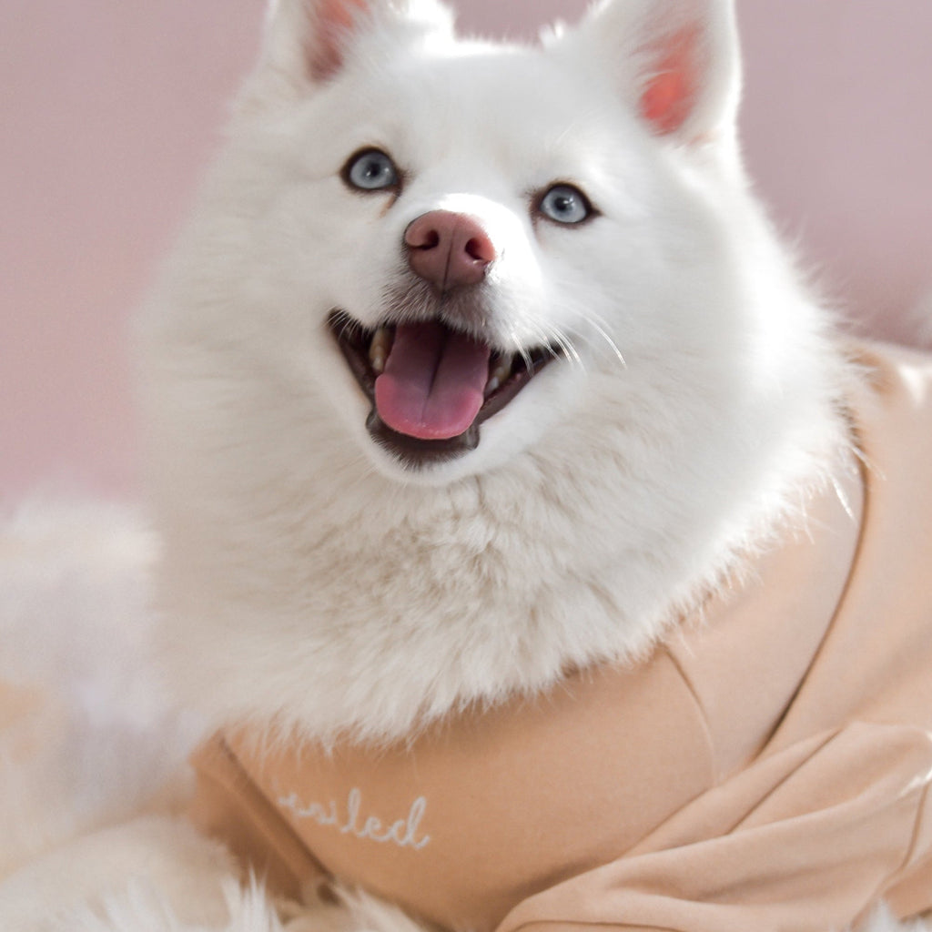 Fur Elise Spoiled Mock Neck Dog Shirt - Latte — shirt worn by a dog