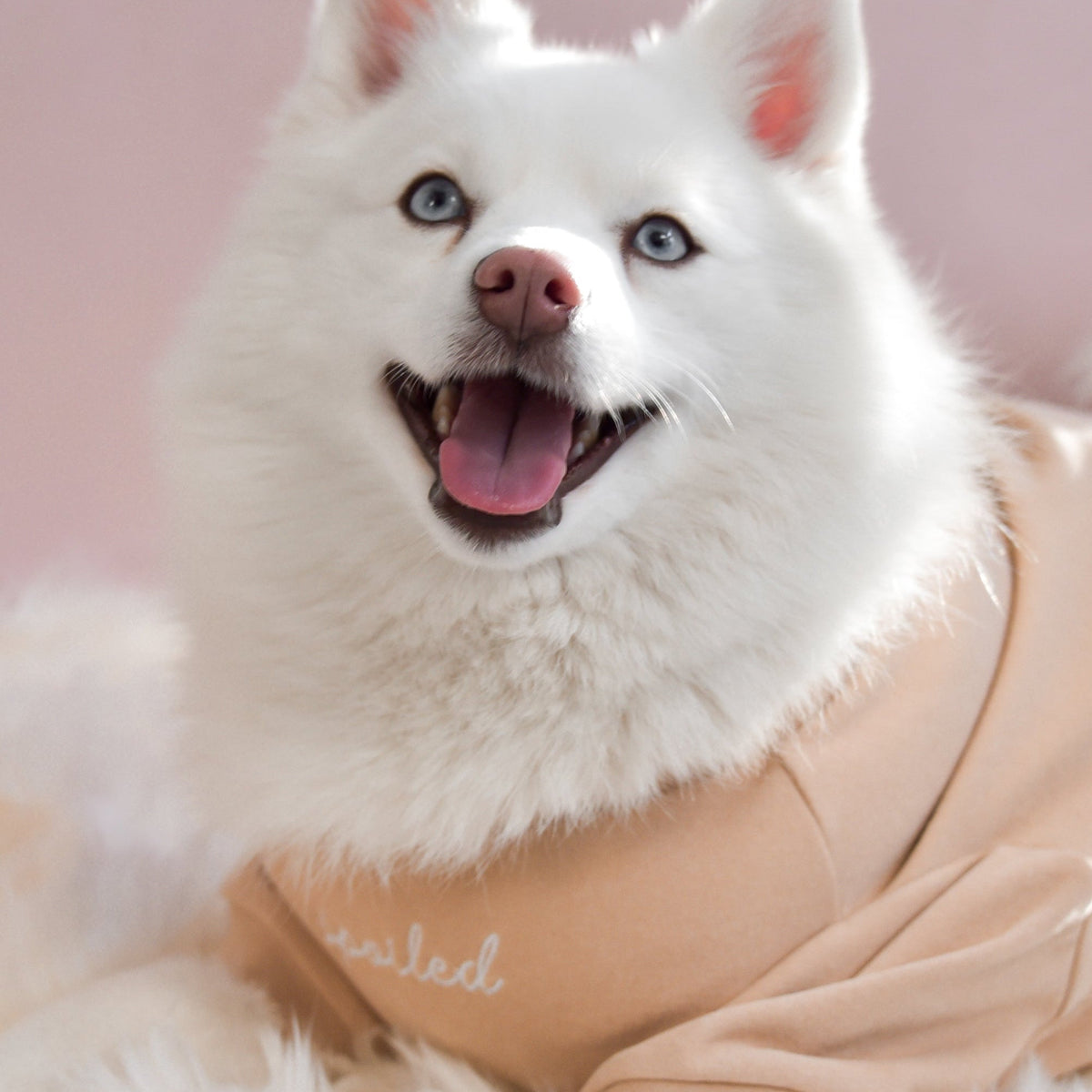 Fur Elise Spoiled Mock Neck Dog Shirt - Latte — shirt worn by a dog