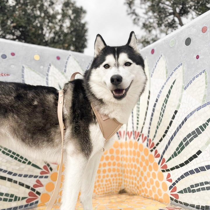 Fur Elise Essentials Dog Walking Set - Sand — individual component or lifestyle view