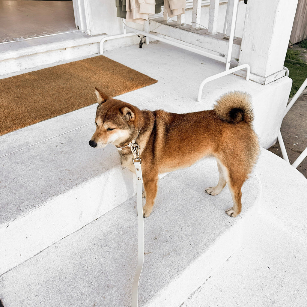 Fur Elise Dog Collar - Bone — collar styling detail