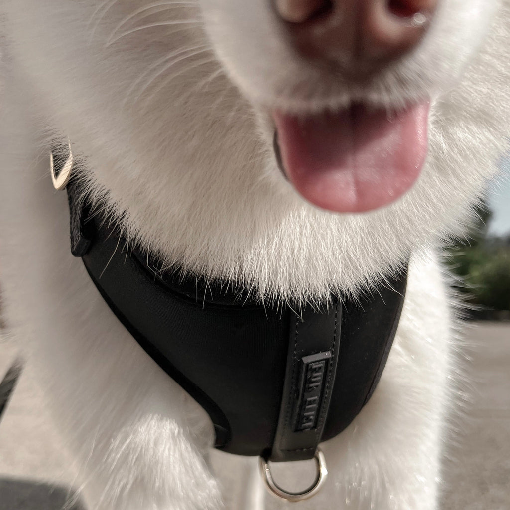 Fur Elise On-the-Go Dog Walking Set - Noir — individual component or lifestyle view