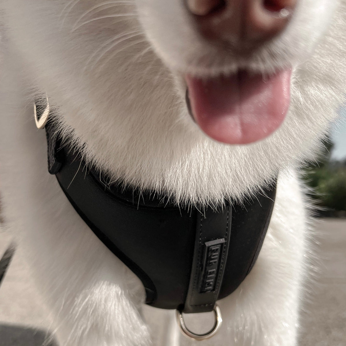 Fur Elise On-the-Go Dog Walking Set - Noir — individual component or lifestyle view