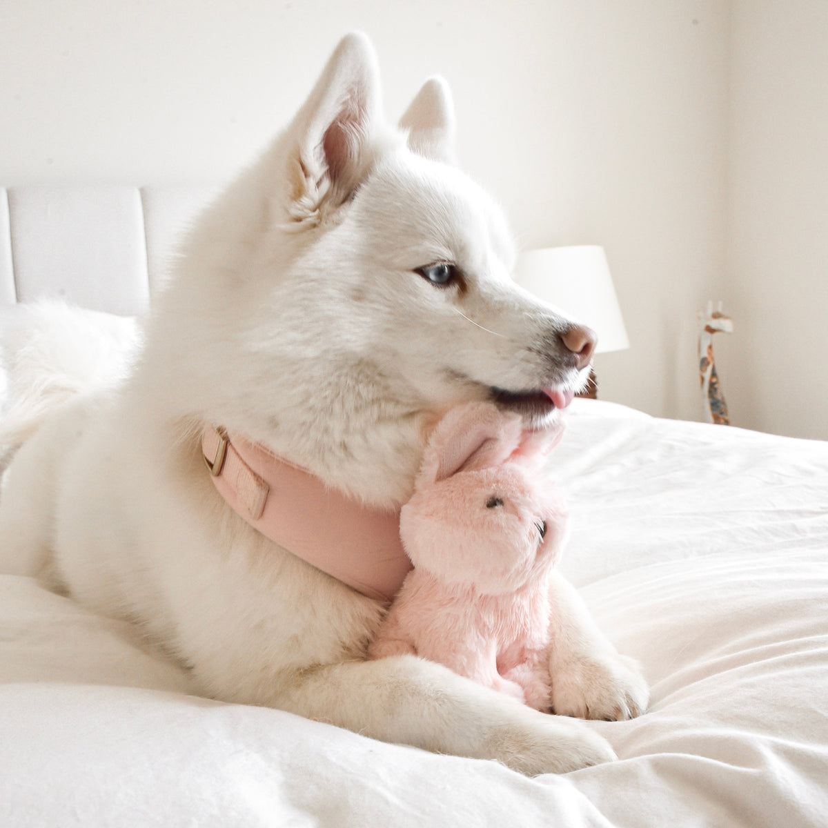 Fur Elise Ruby Rabbit Plush Dog Toy - Mini — toy shown during play