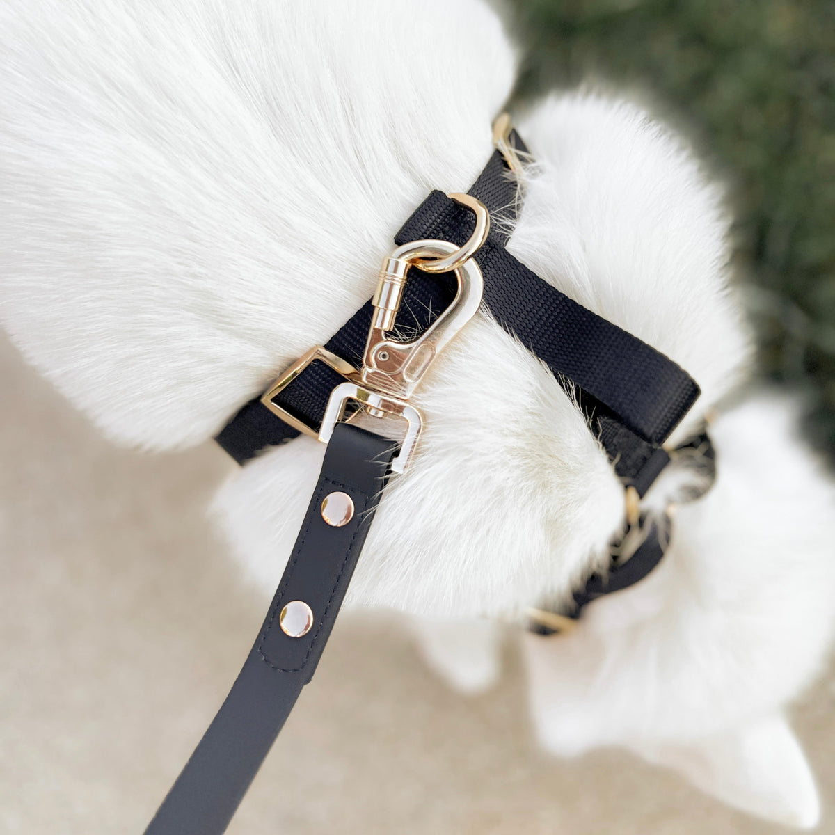 Fur Elise Essentials Dog Walking Set - Noir — individual component or lifestyle view