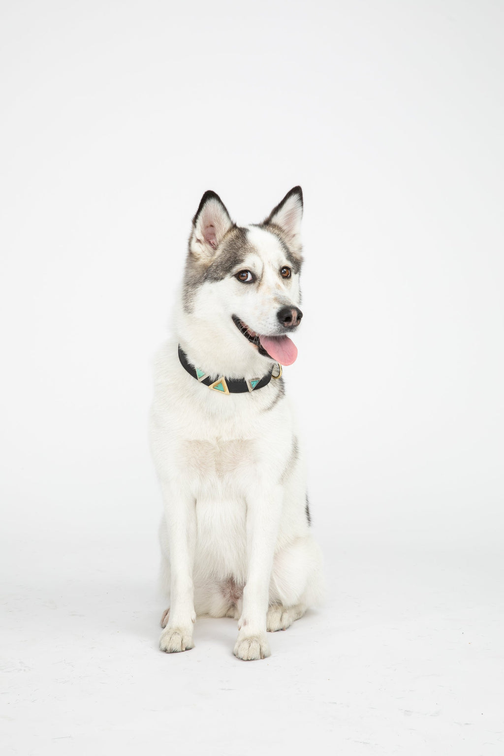 Diphda Midnight Black Cork Leather Collar
