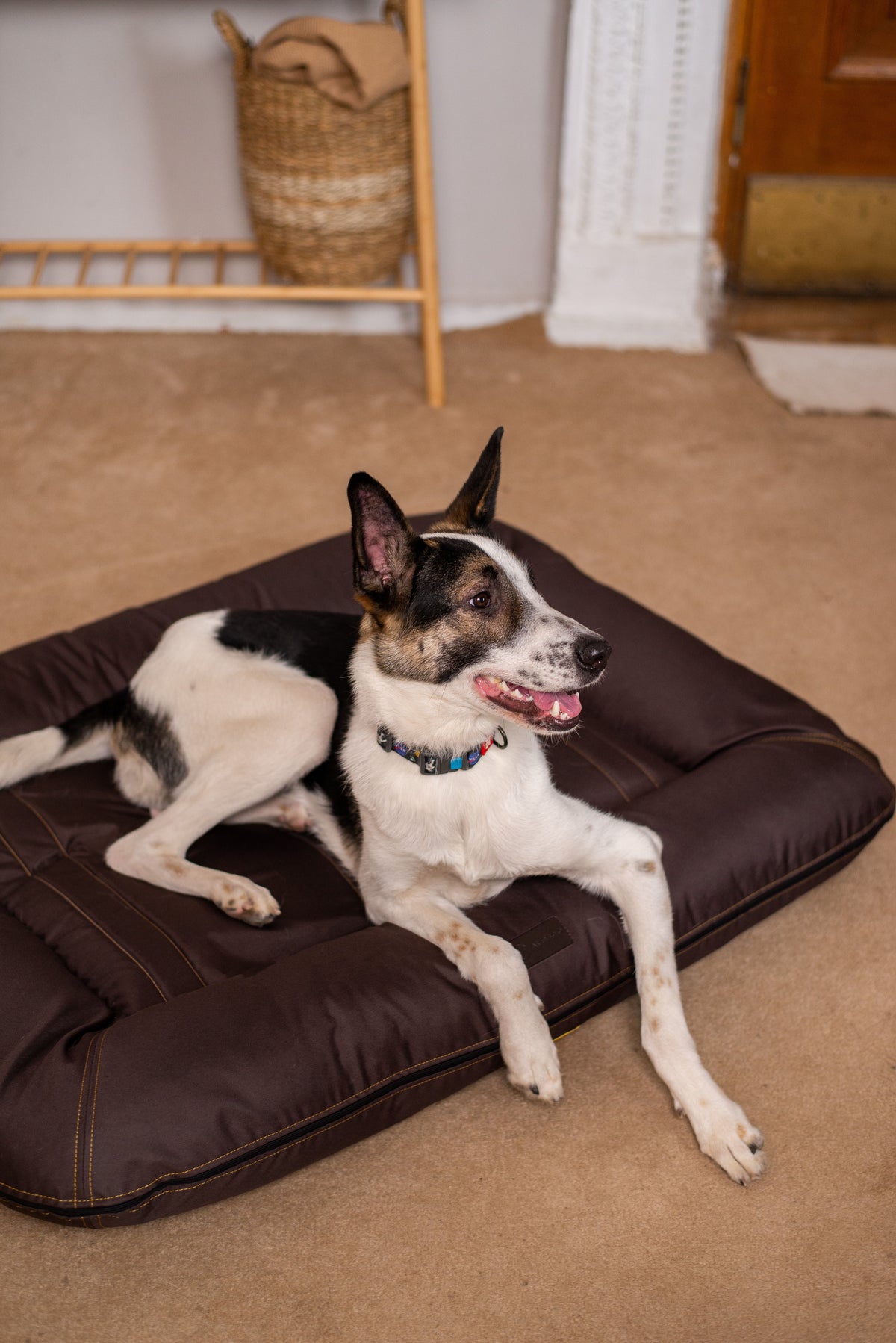 Chester & Lee - Waterproof Lounger Dog Bed Brown