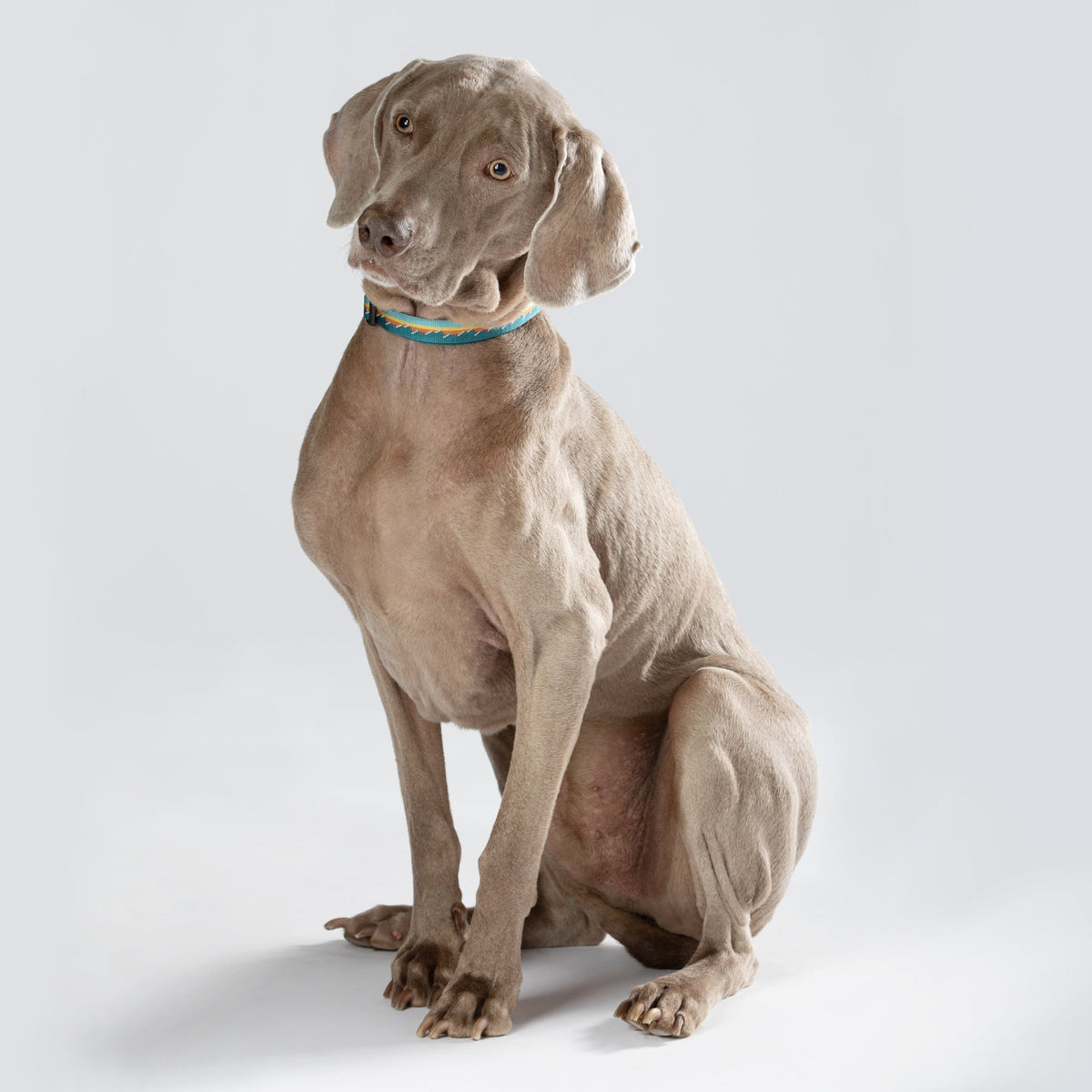 Classic Dog Collar - 1-Inch