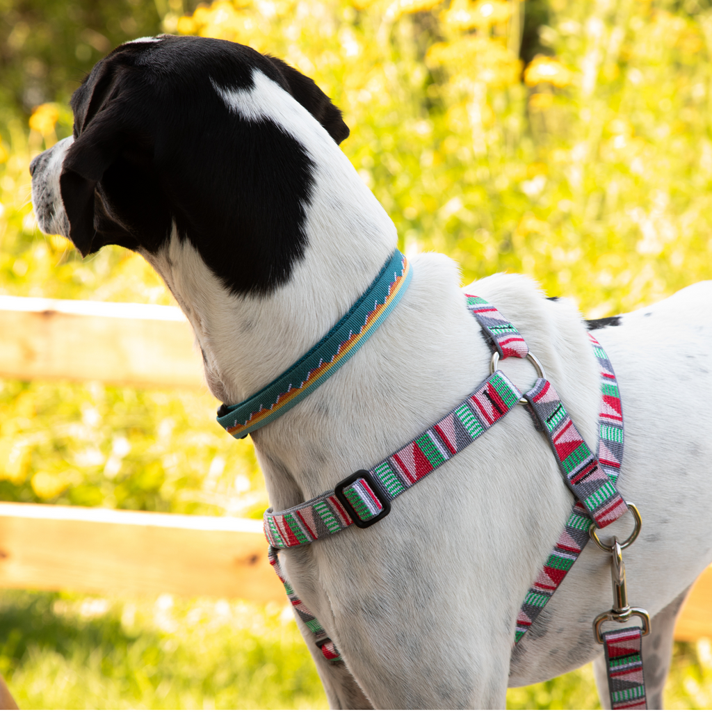 Adjustable Dog Harness - 1-Inch