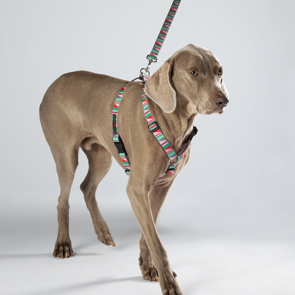 Adjustable Dog Harness - 3/4-Inch