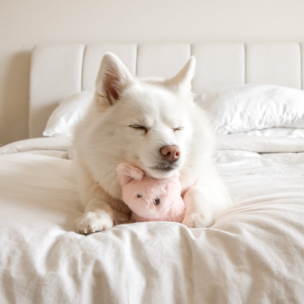 Fur Elise Ruby Rabbit Plush Dog Toy - Mini — toy shown during play