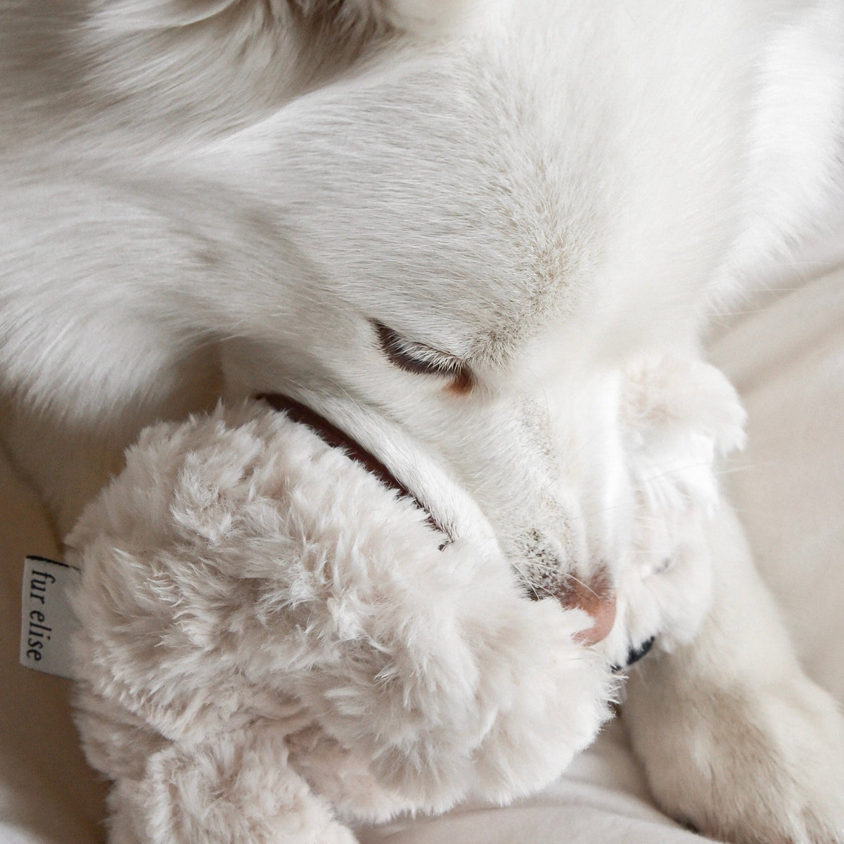 Fur Elise Koko Koala Plush Dog Toy - Mini — toy shown during play