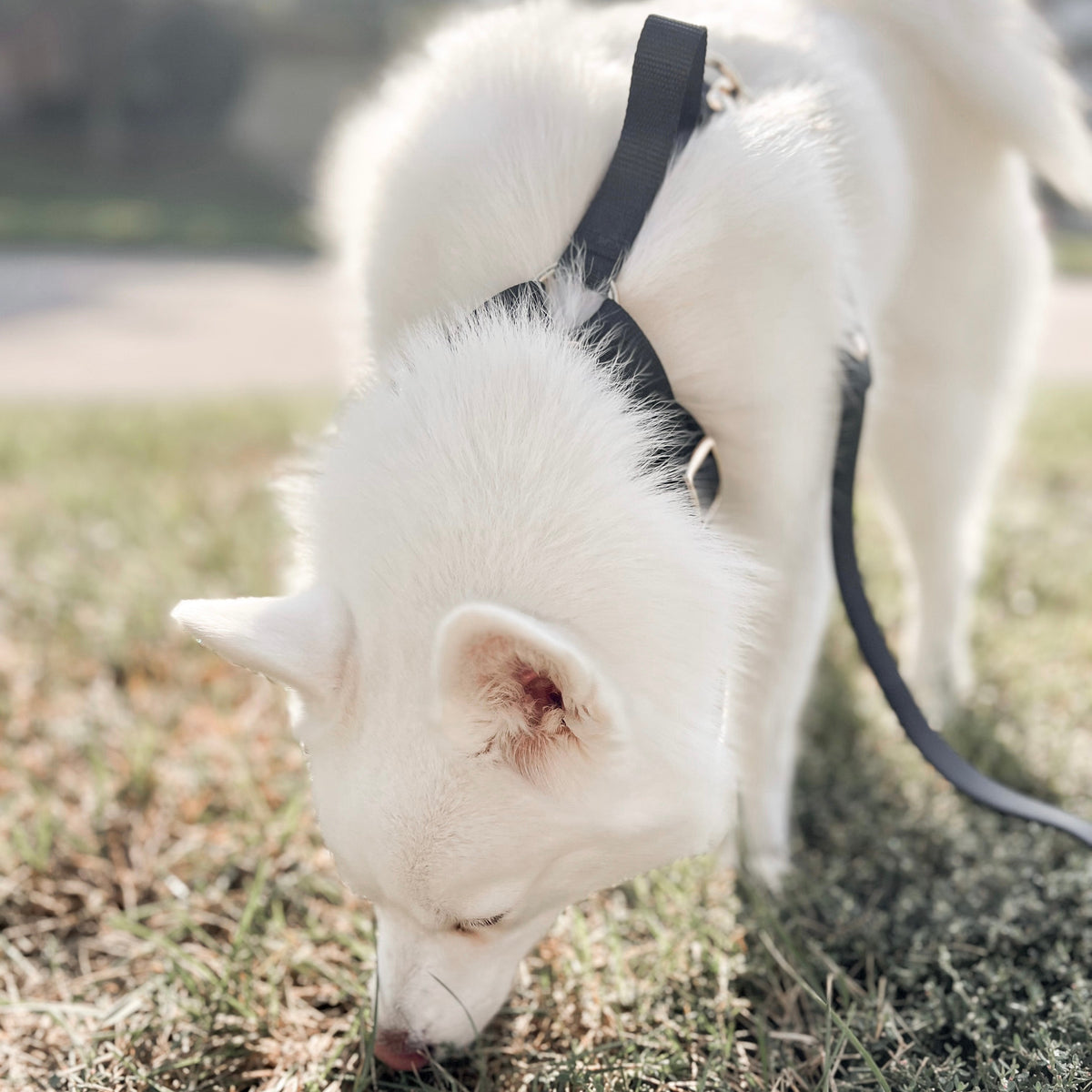Fur Elise Dog Harness & Leash Set - Noir — individual component or lifestyle view
