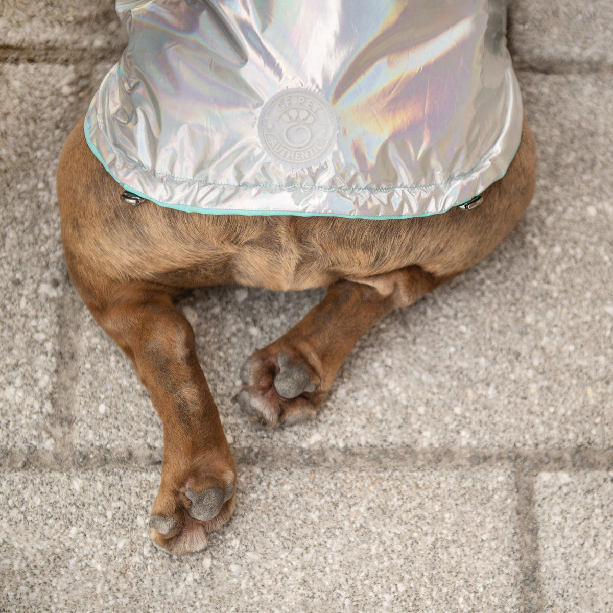 GF PET Reversible Dog Raincoat - Neon Aqua with Iridescent