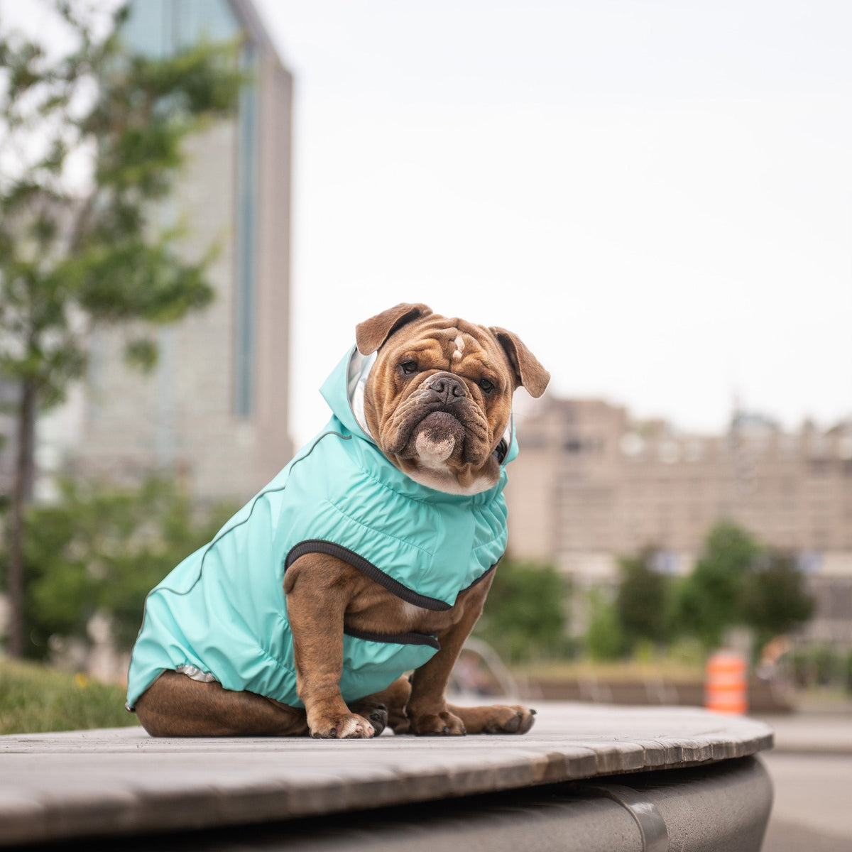 GF PET Reversible Dog Raincoat - Neon Aqua with Iridescent