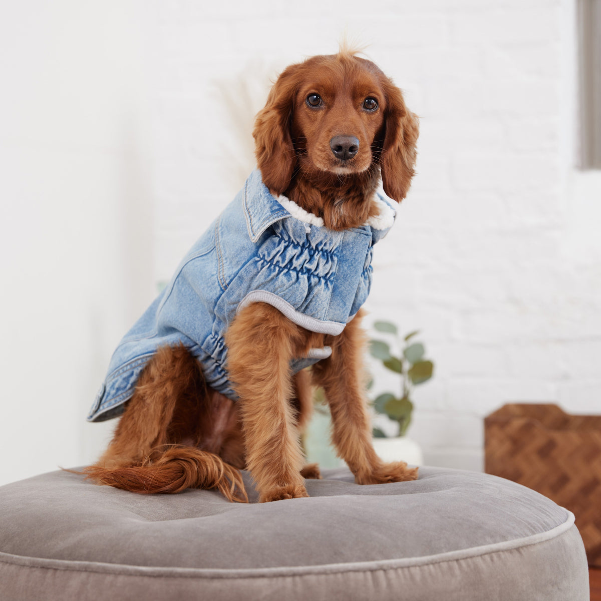 GF PET Denim Dog Jacket - Light Wash
