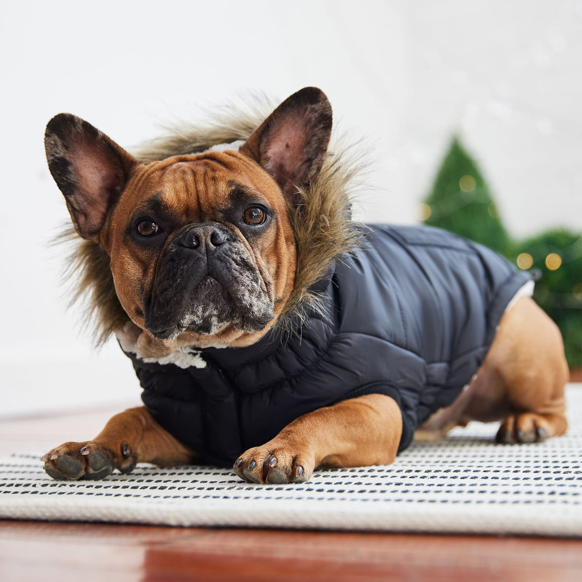 GF PET Urban Dog Parka - Black