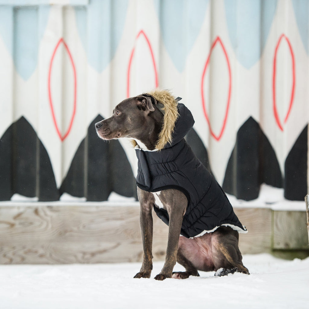 GF PET Urban Dog Parka - Black