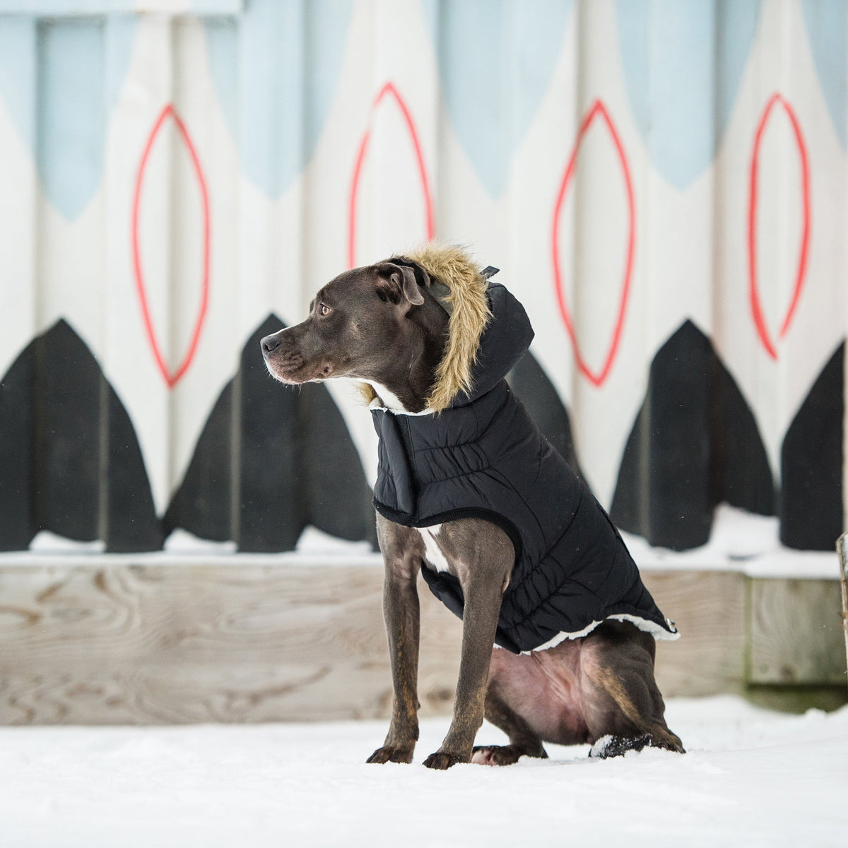 GF PET Urban Dog Parka - Black