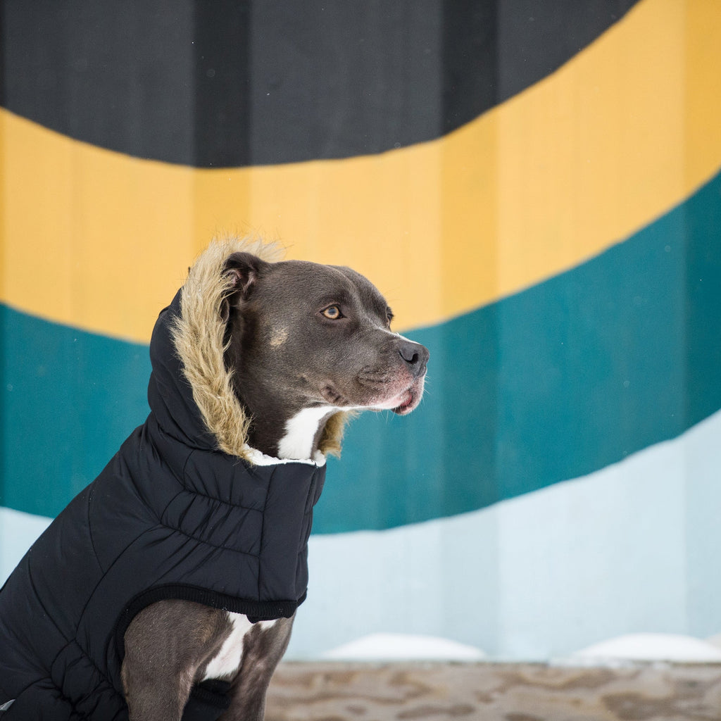 GF PET Urban Dog Parka - Black