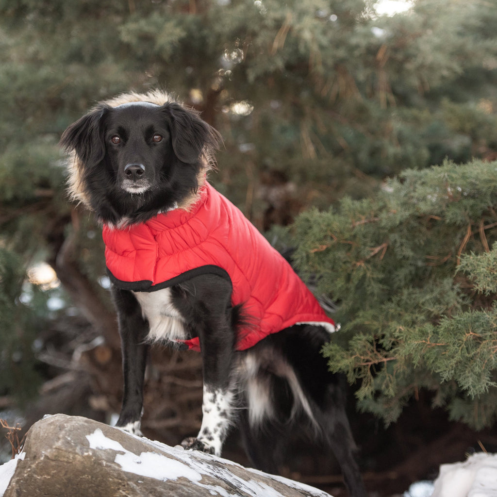 GF PET Urban Dog Parka - Red