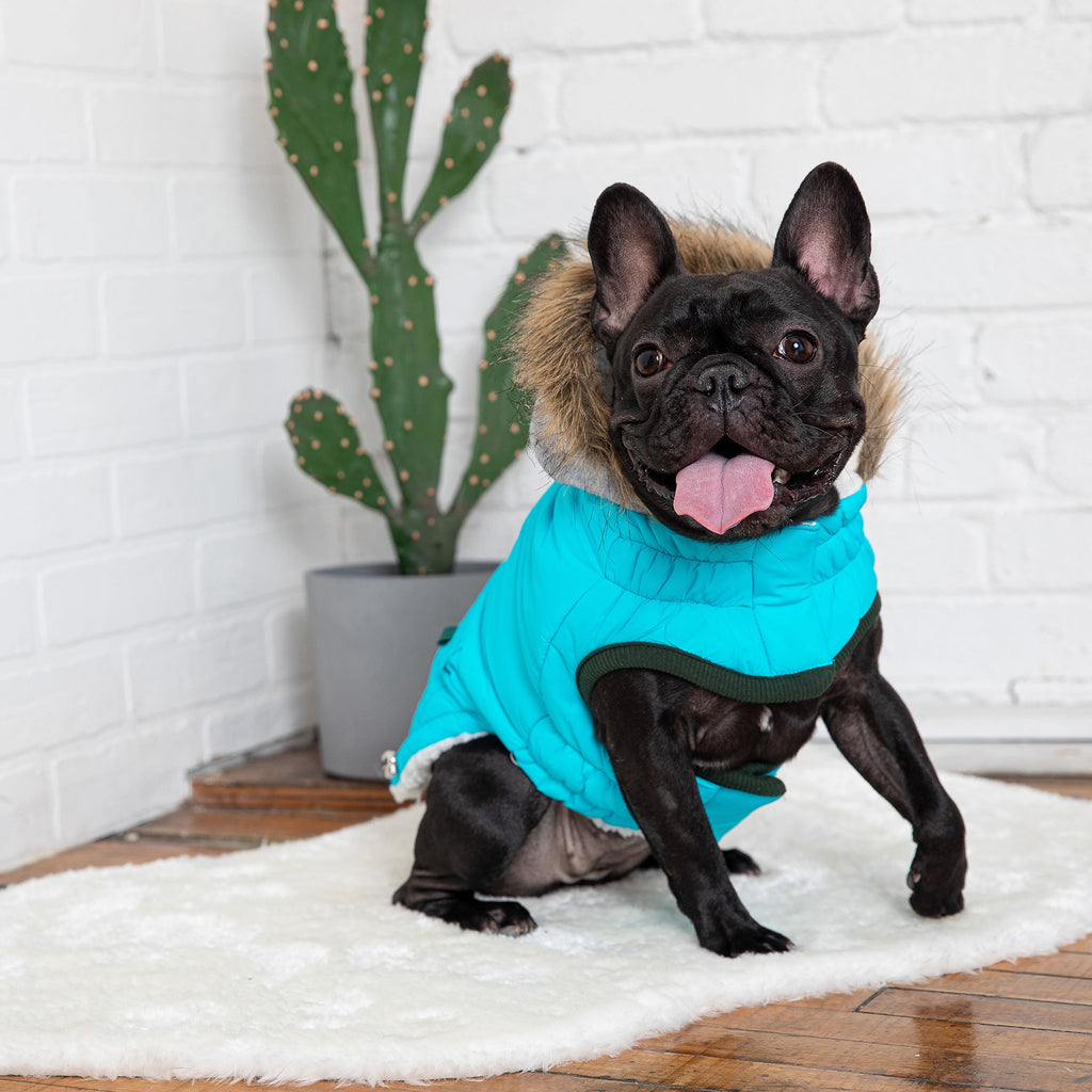 GF PET Winter Sailor Dog Parka - Aqua