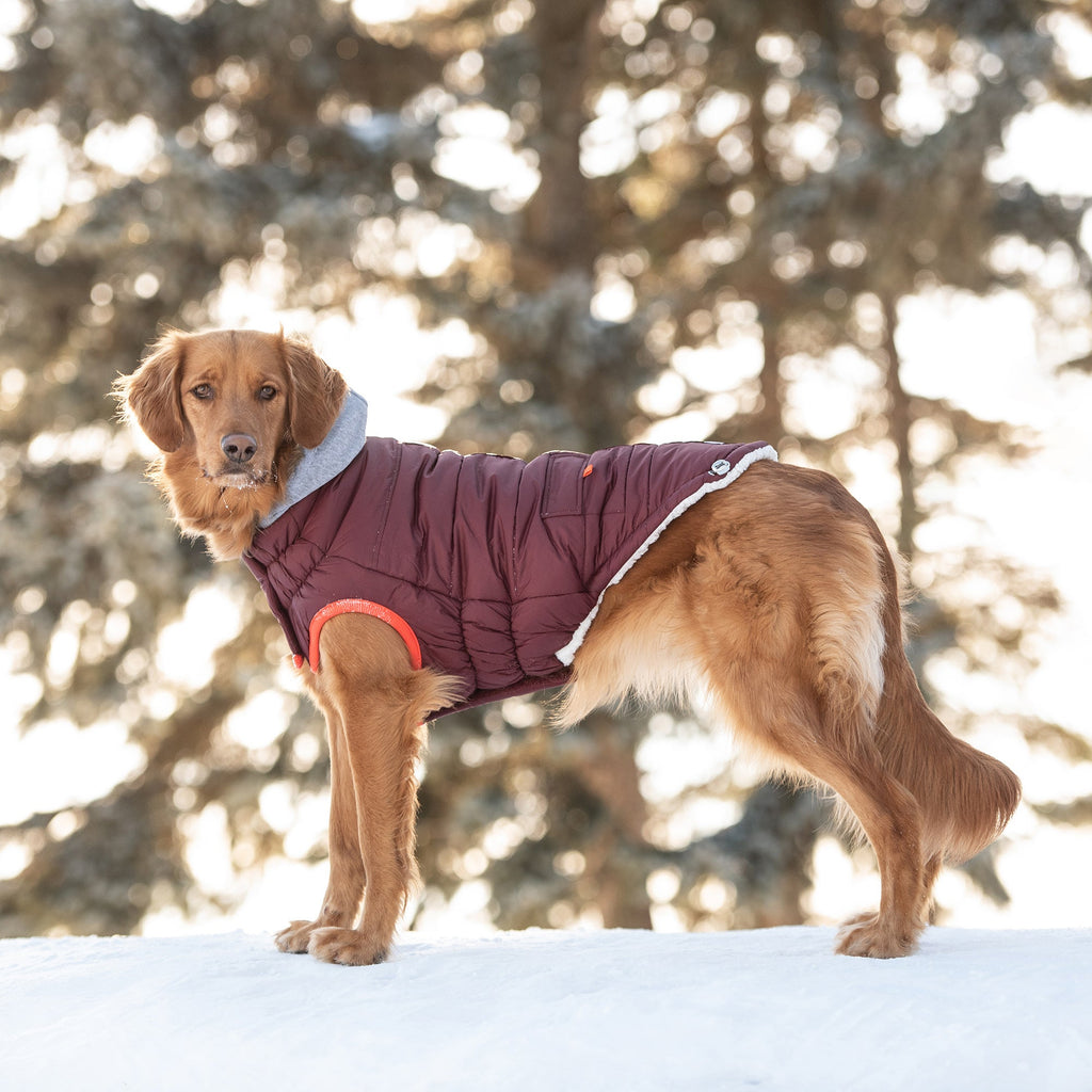 GF PET Winter Sailor Dog Parka - Burgundy