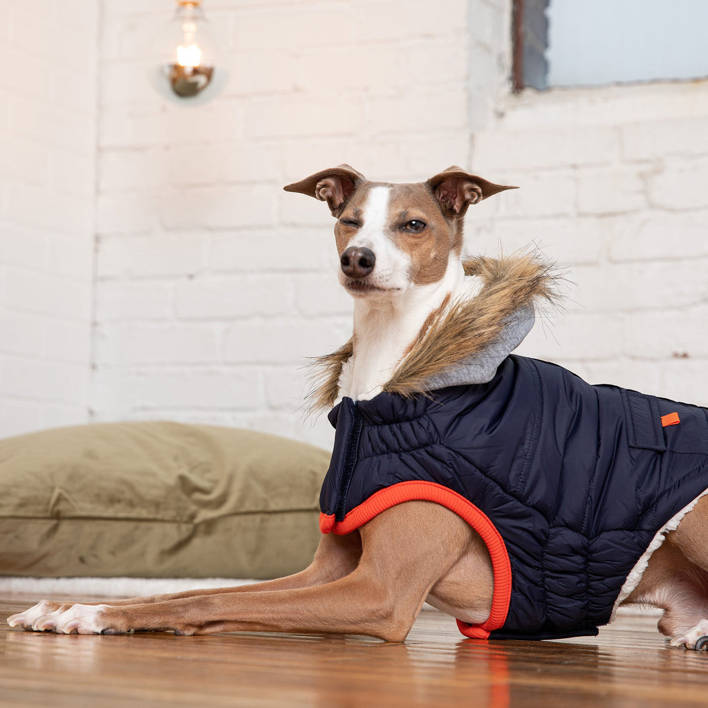 GF PET Winter Sailor Dog Parka - Navy