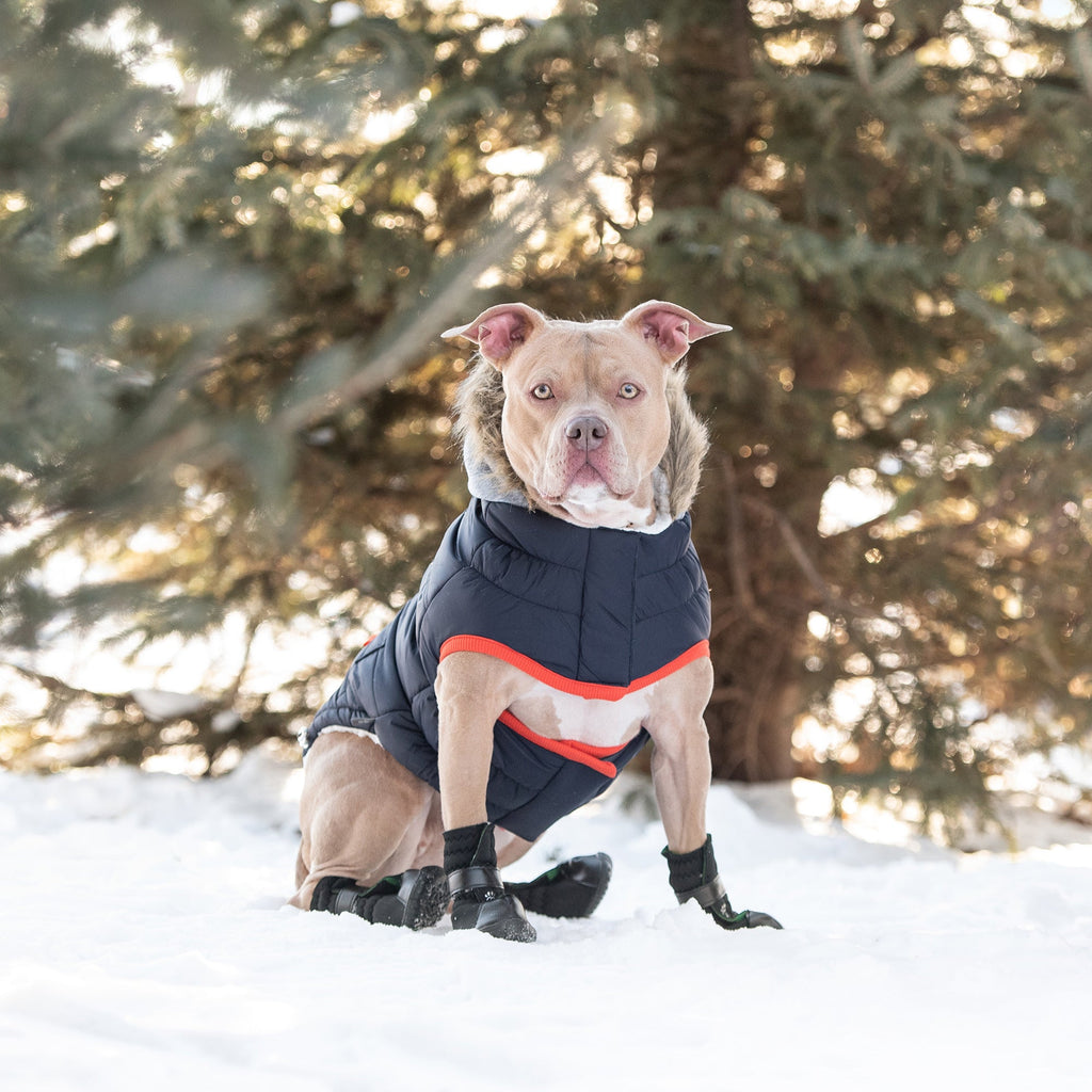 GF PET Winter Sailor Dog Parka - Navy