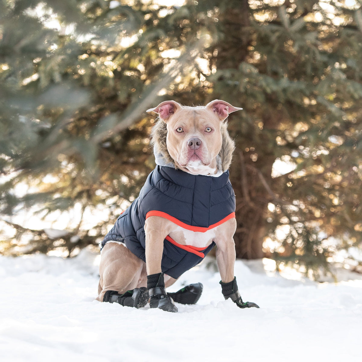 GF PET Winter Sailor Dog Parka - Navy