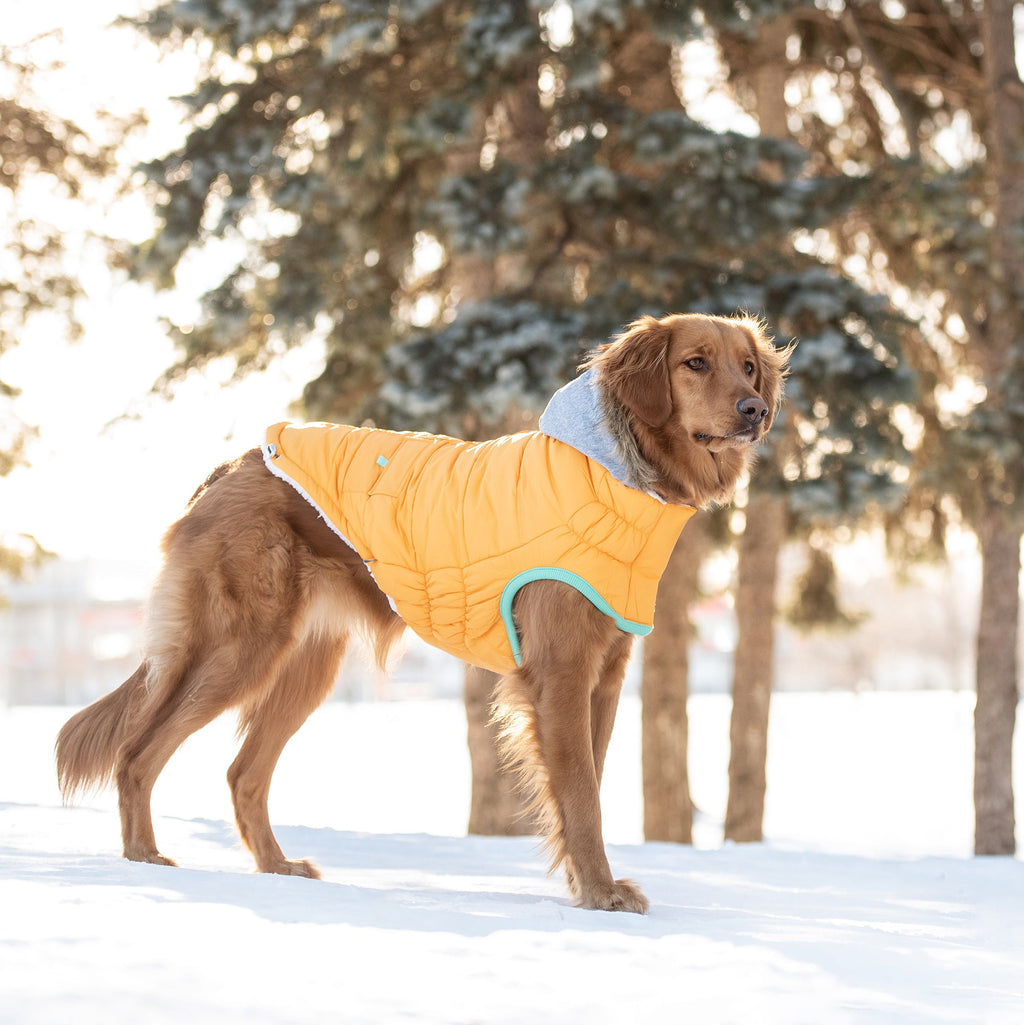 GF PET Winter Sailor Dog Parka - Yellow