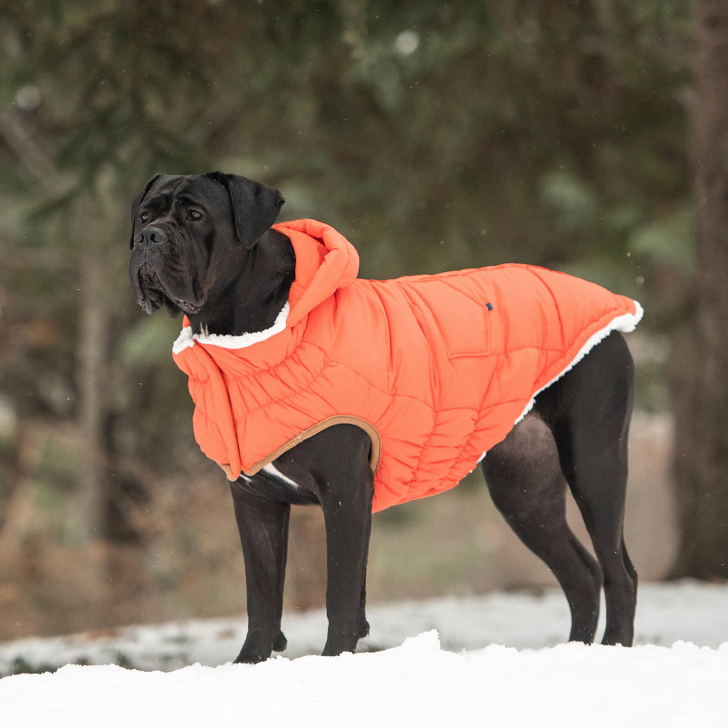 GF PET Puff Dog Parka - Orange