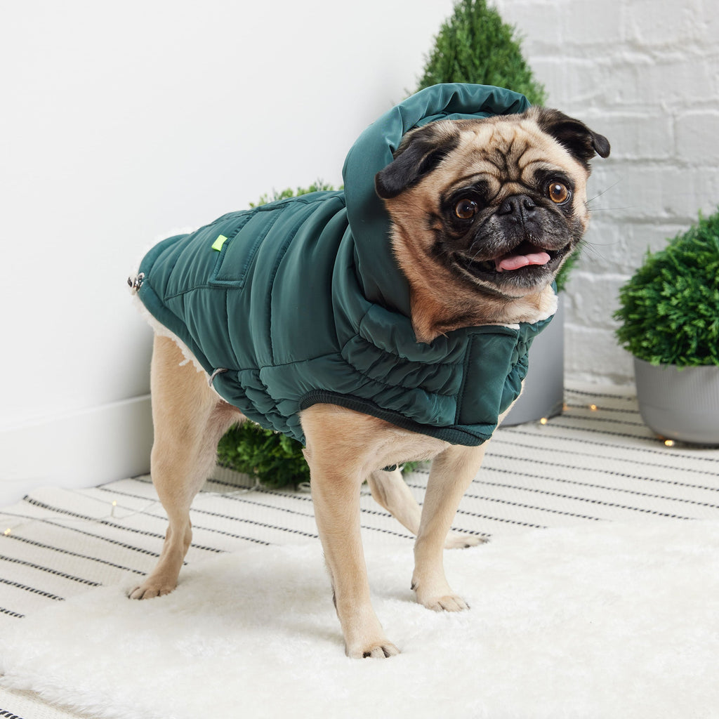 GF PET Puff Dog Parka - Teal