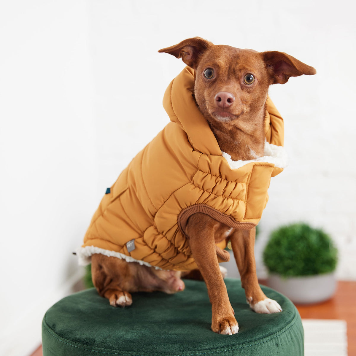 GF PET Puff Dog Parka - Yellow