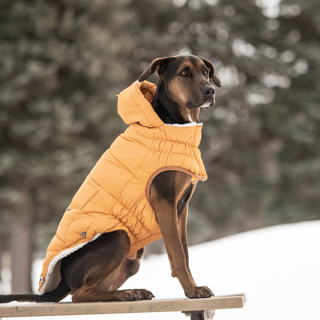 GF PET Puff Dog Parka - Yellow