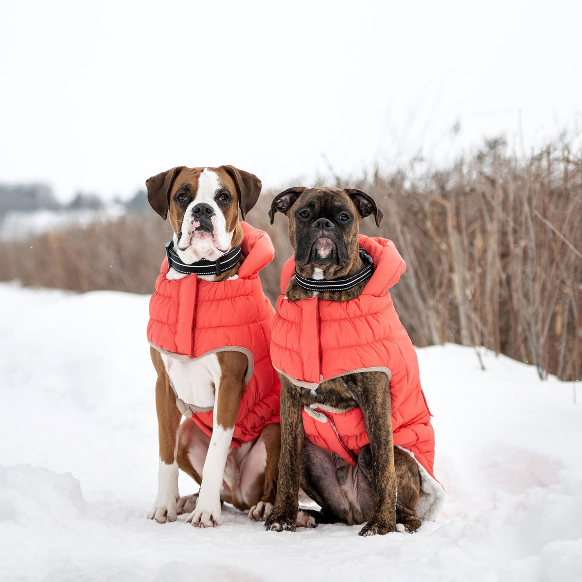 GF PET Nordic Dog Parka