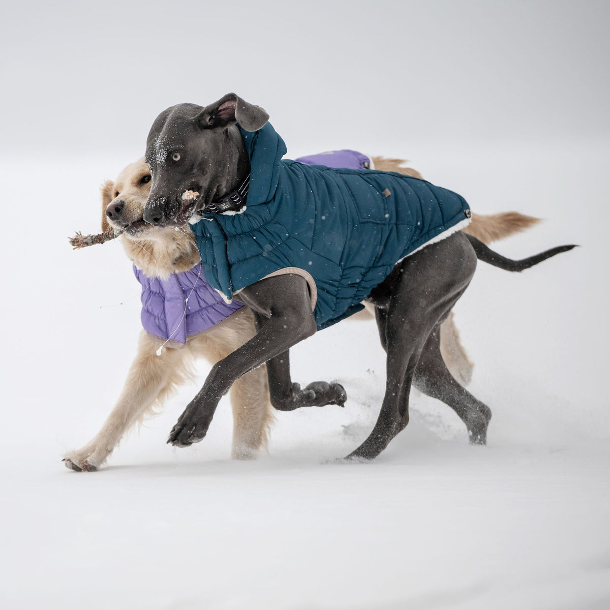 GF PET Nordic Dog Parka